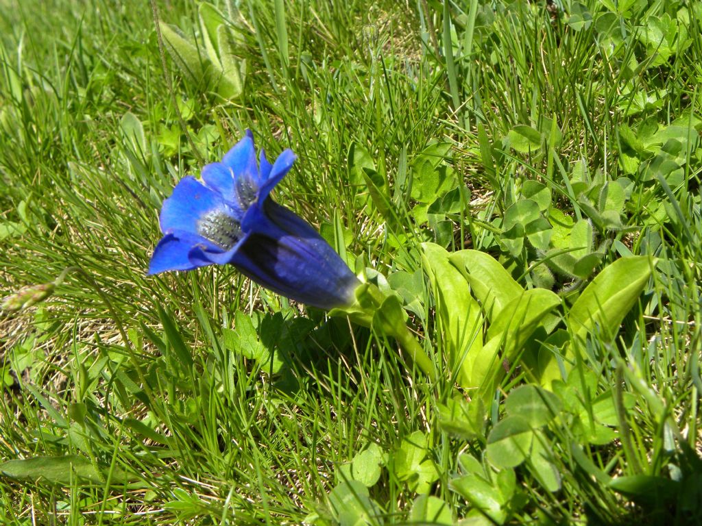 Gentiana acaulis